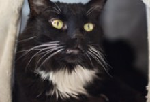 Adoptable Pet of the Week