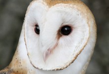 Winged Wonders at the Museum