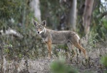 Coyote Scaring Kids at La Mesa Park