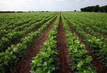 Green Your Crib: Can Carbon Farming Save the World?