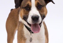 Adoptable Pet of the Week