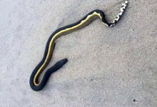 Central Coast Begins to Feel El Niño’s Effects