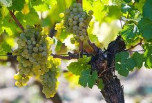 How to Care for Backyard Grapevines