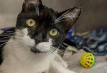 Adoptable Pet of the Week