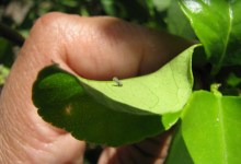 Pesticide Spray Ongoing to Eradicate Asian Citrus Psyllids