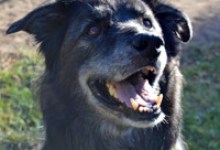 Adoptable Pet of the Week