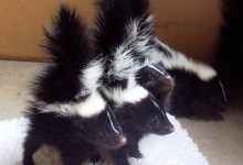 Wildlife Care Network Settles into New Home