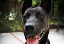 Adoptable Pet of the Week