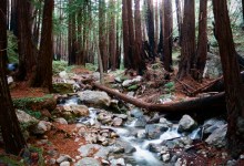 Celebrate Free Redwood Parks Day