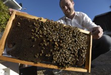 Saving Bees with Surveillance
