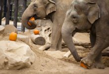 Smashing Pumpkins at the Zoo