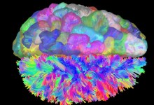 Brain Wiring Investigated at UCSB