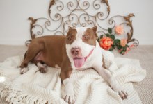 Adoptable Pet of the Week