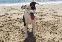 Santa Barbara County Shelters