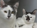 Brownie and Oreo