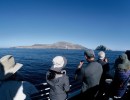 In Search of Rare Seabirds