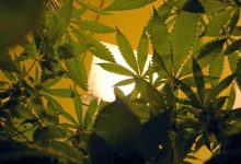 Weed Debate Burns Hot at County Board