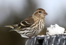 Disease Killing Small Forest Bird