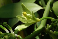 Orchid Show’s Thrilla in Vanilla