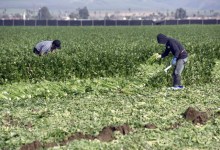 Immigrant Fieldworkers: In or Out?