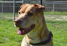 Adoptable Pet of the Week