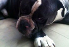 Dog Owner Pleads with Judge to Let Pets Live