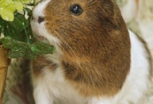 Adoptable Pet of the Week