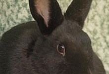 Adoptable Pet of the Week