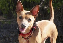 Adoptable Pet of the Week