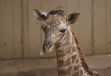 Baby Giraffe Born at S.B. Zoo