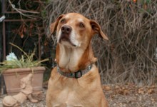 Adoptable Pet of the Week