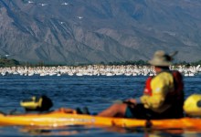 Salton Sea Is a Birder’s Oasis