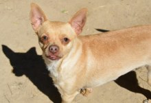 Adoptable Pet of the Week
