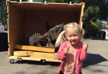 T. Rex Skeleton Emerges