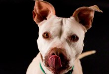 Adoptable Pet of the Week