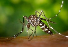 Bug Expert Says Don’t Get Stung