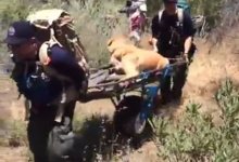 Labrador Retriever Airlifted from San Rafael Wilderness