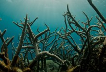 An Acidic Ocean a Foregone Conclusion for Decades