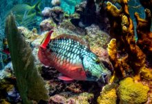 Weakened Corals Can Succumb to Parrotfish