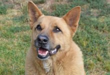 Adoptable Pet of the Week