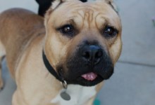 Adoptable Pet of the Week