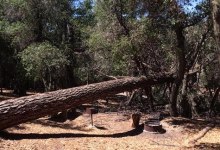 Dying Trees Shut Down Los Padres Campsites