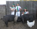 Raising Pigs for the County Fair
