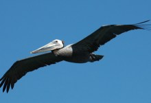 Brown Pelican Results Are In