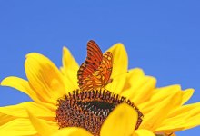 Backyard Wildlife: A Butterfly Habitat Adds Wonder to Your Garden