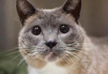 Adoptable Pet of the Week