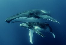 Reducing the Racket for Marine Mammals