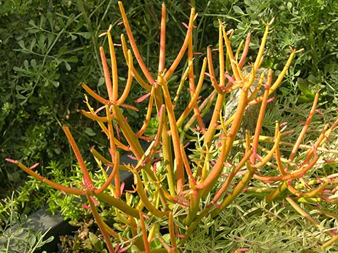 Crown Of Thorns euphorbia cactus succulent plant Sticks On Fire