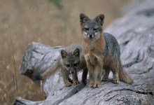Island Fox Endangered No More