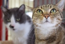Adoptable Pet of the Week: Cupcake and Picasso